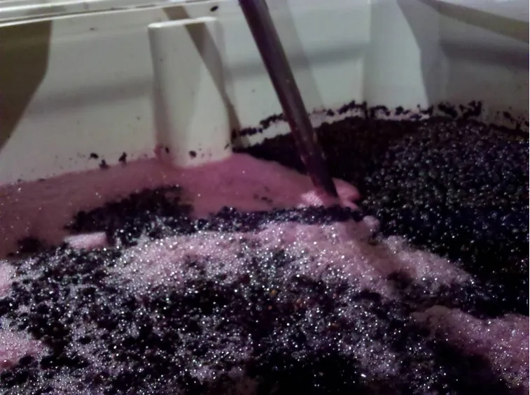 Il mosto in fermentazione