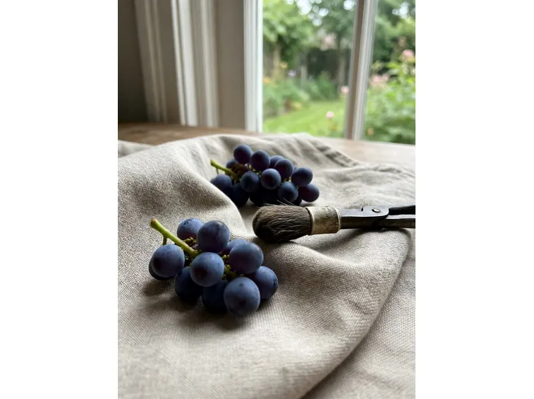L'uva fragola