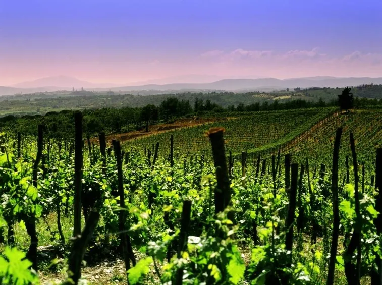 Vigneti in franciacorta, Piemonte