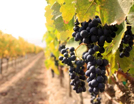 vigneti