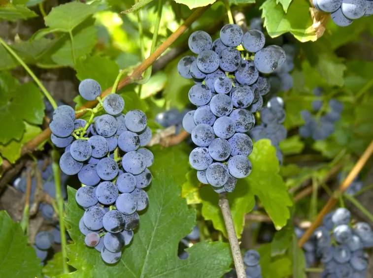 uva fragola