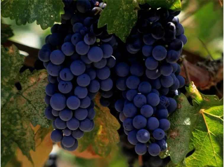 merlot