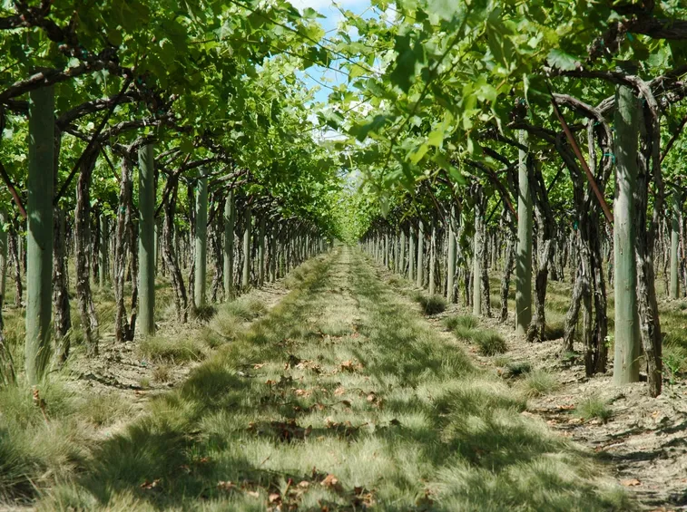 Vigneti