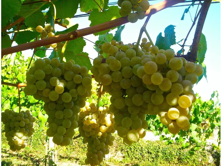 Chardonnay