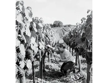 La vendemmia sugli alberi