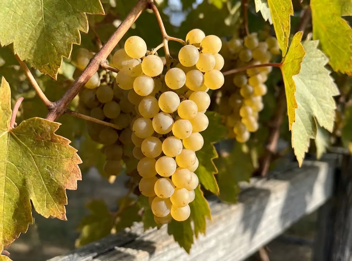 semillon