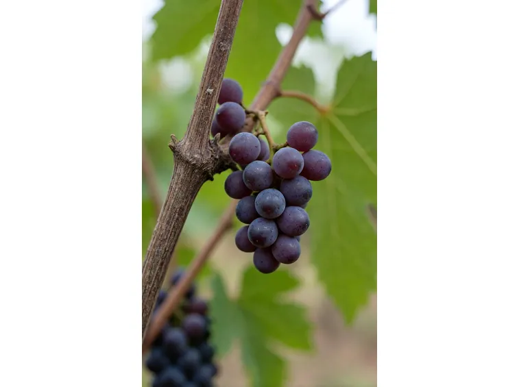 Cannonau