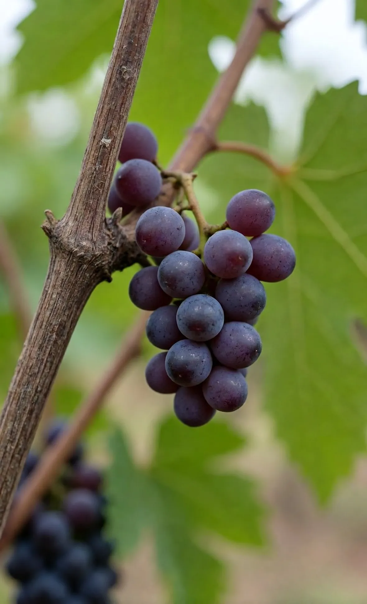 Cannonau