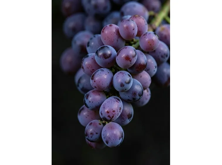 Lambrusco Maestri