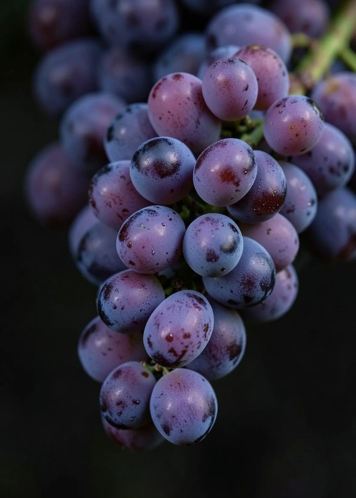 Lambrusco Maestri