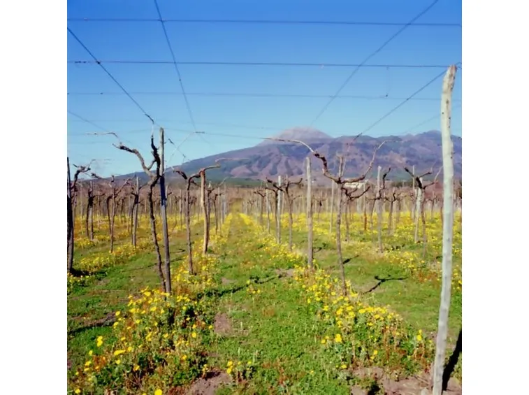 Filari in Campania