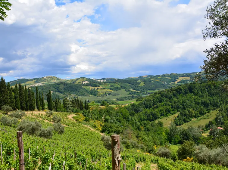 l'area vinicola