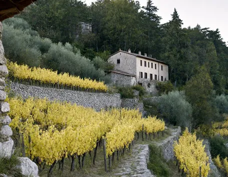 Il Vermentino ligure