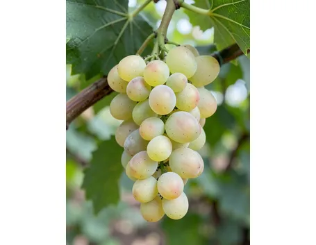 Maceratino