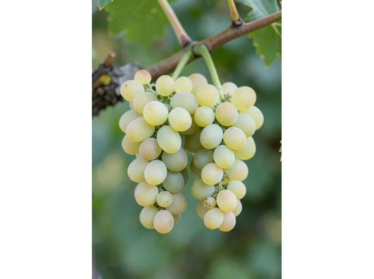 Un grappolo di Garganega