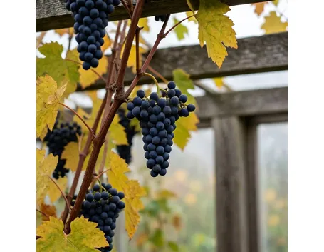 http://www.parmagourmet.it/immagini/vino2.jpg