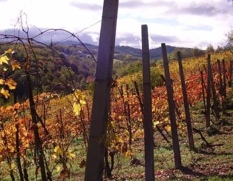 Vigneti sui Colli Piacentini