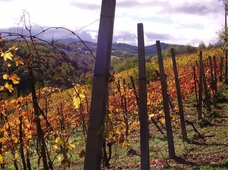 Vigneti sui Colli Piacentini