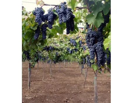 Vitigno Lambrusco Maestri