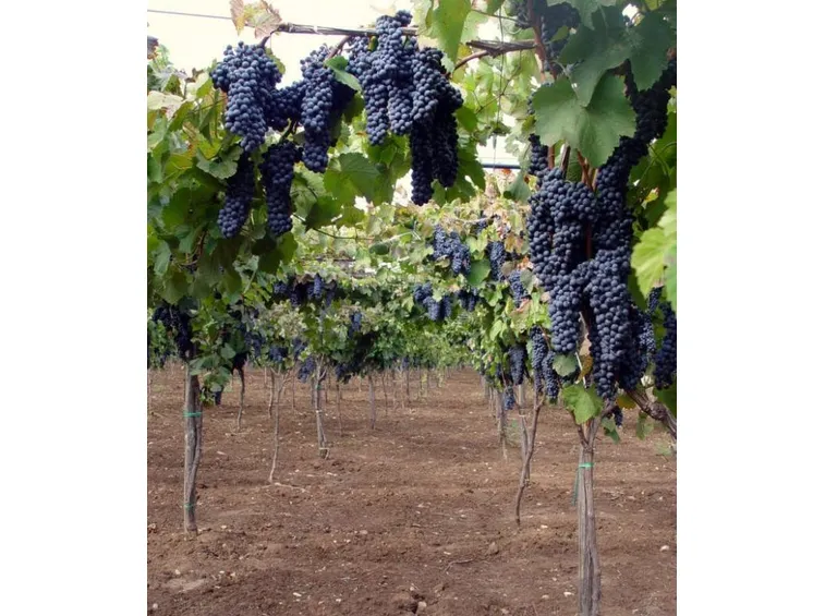 Vitigno Lambrusco Maestri