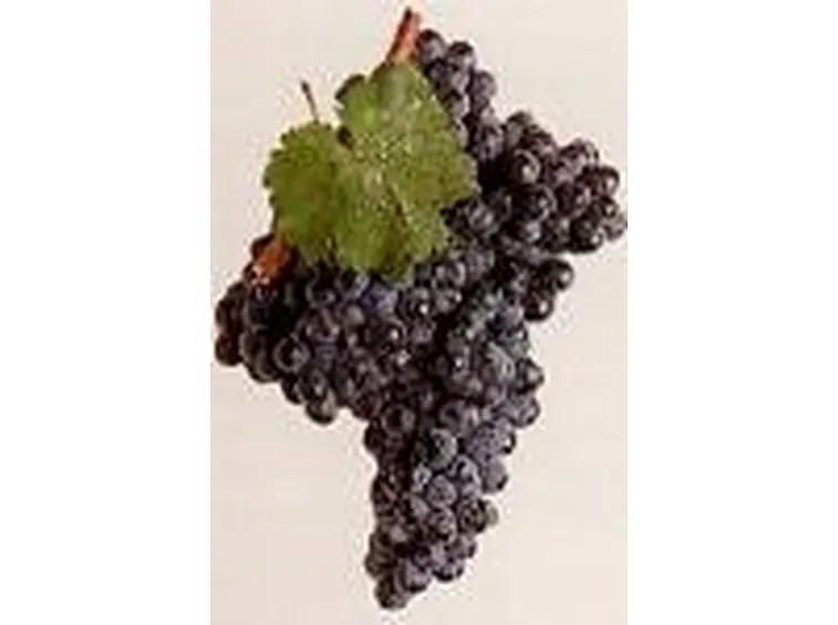 un grappolo di vernaccia nera