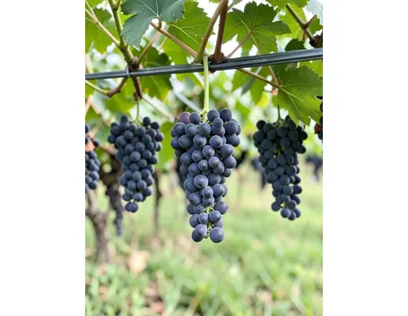 malvasia