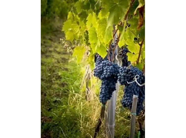 malvasia