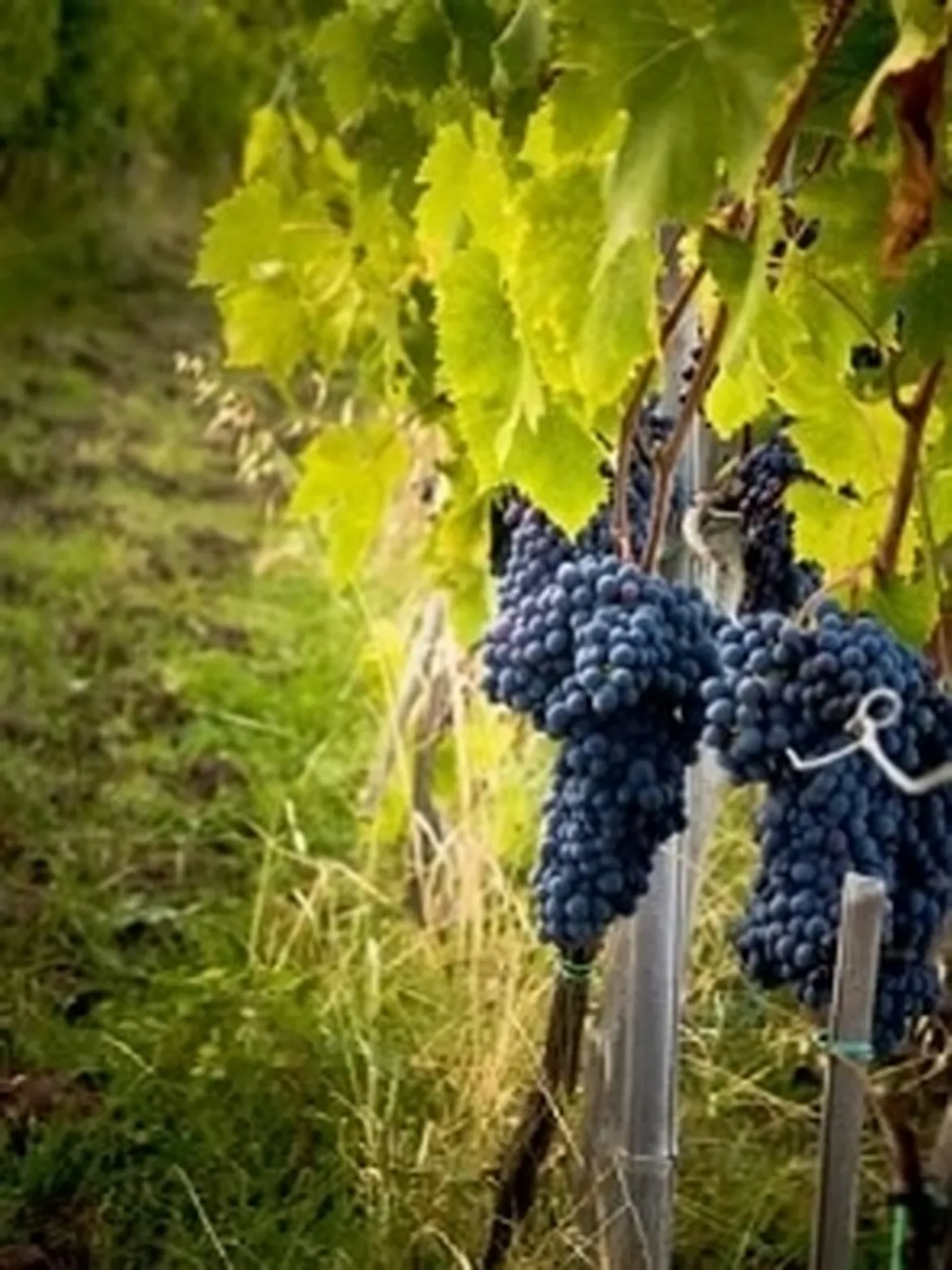 malvasia